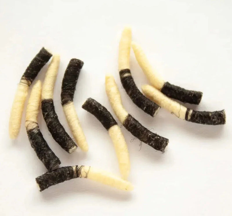 TUBE BODY CADDIS PUPA