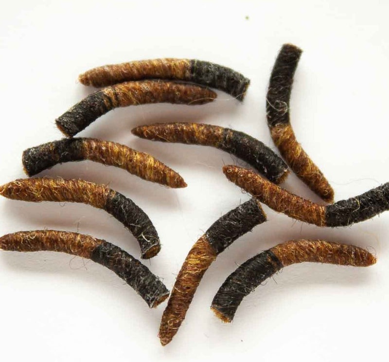 TUBE BODY CADDIS PUPA