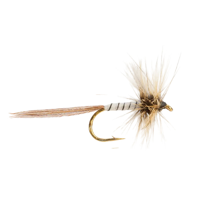 MAYFLY SPENT GNAT