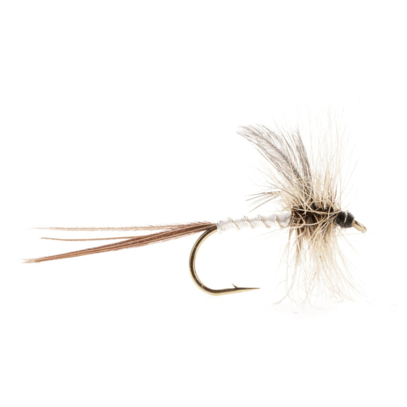 MAYFLY SPENT MALE MAYFLY