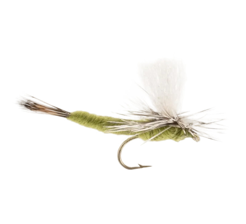 MAYFLY SAY AHH OLIVE