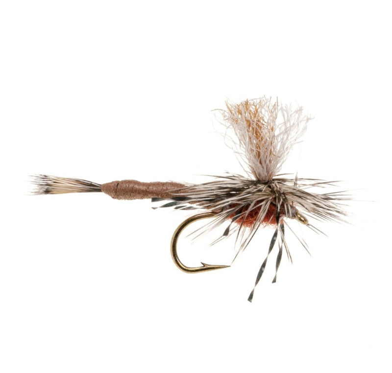 MAYFLY SEGMENTED BROWN DRAKE MAYFLY