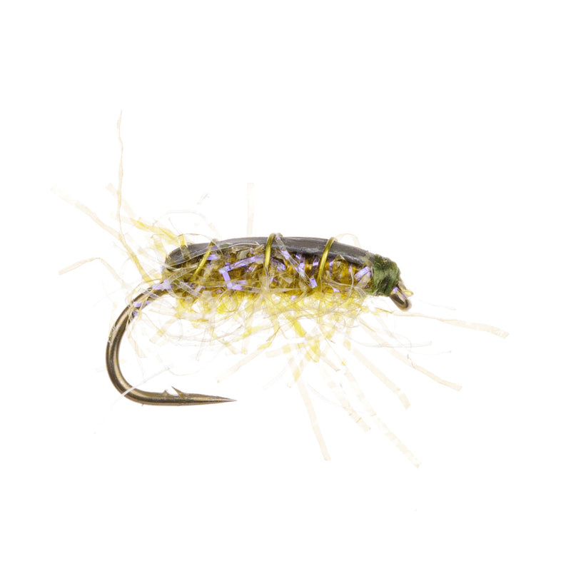 STALKING FLY SHRIMP BUG
