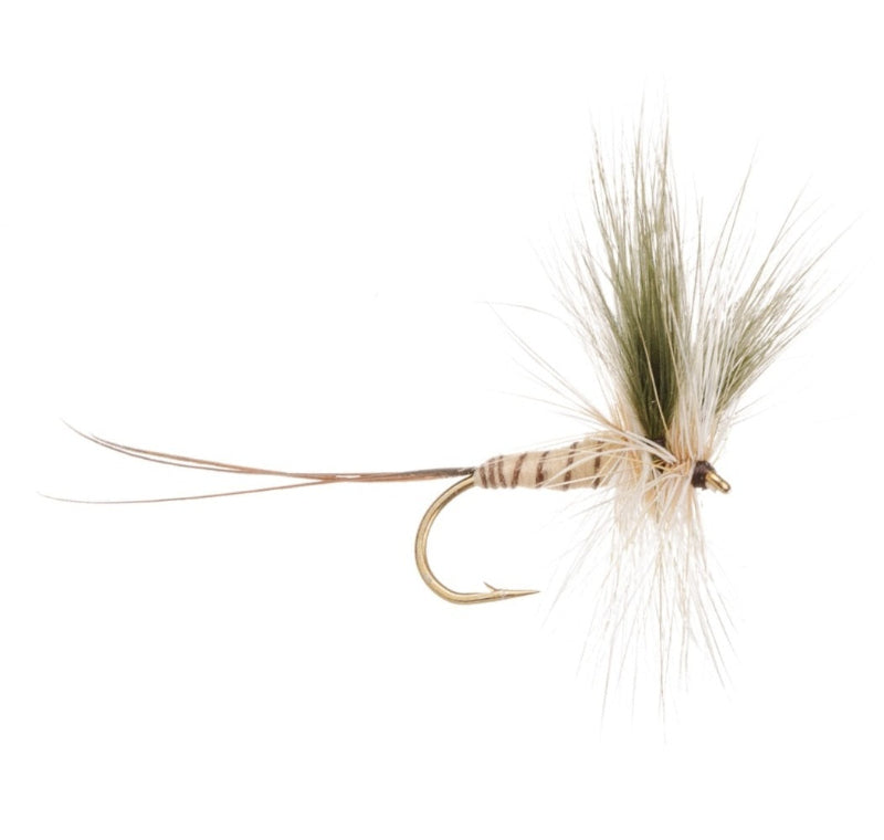 MAYFLY SPECIAL EUROPEAN NO. 29