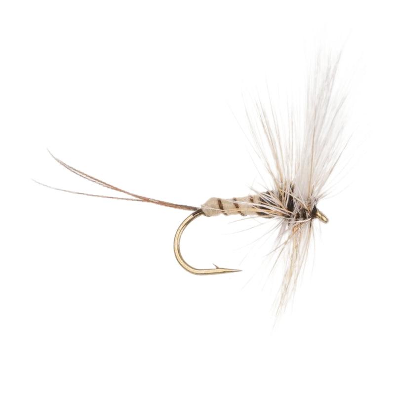 MAYFLY SPECIAL EUROPEAN NO. 30