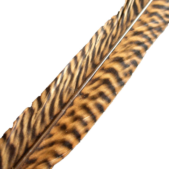 TAILS GOLDEN PHEASANT FLY TYING FEATHER