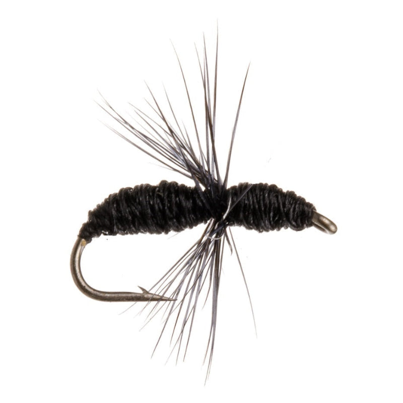 TERRESTRIAL FLY ANT - BLACK