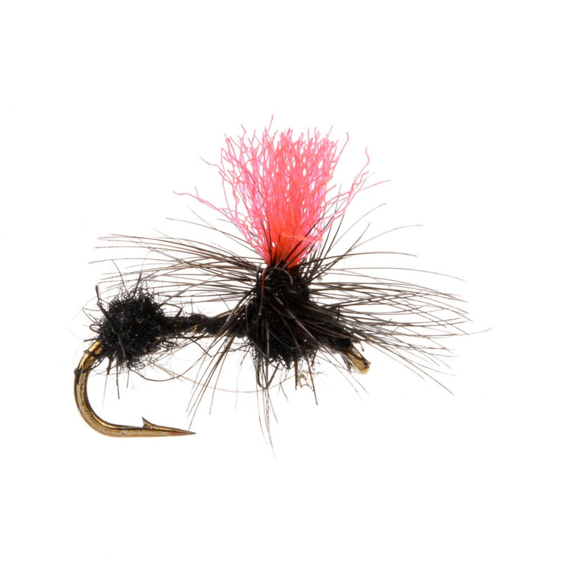 TERRESTRIAL FLY ANT HI VIS