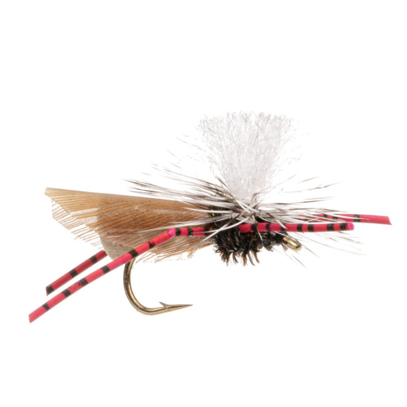 TERRESTRIAL FLY RED LEGGED HOPPER
