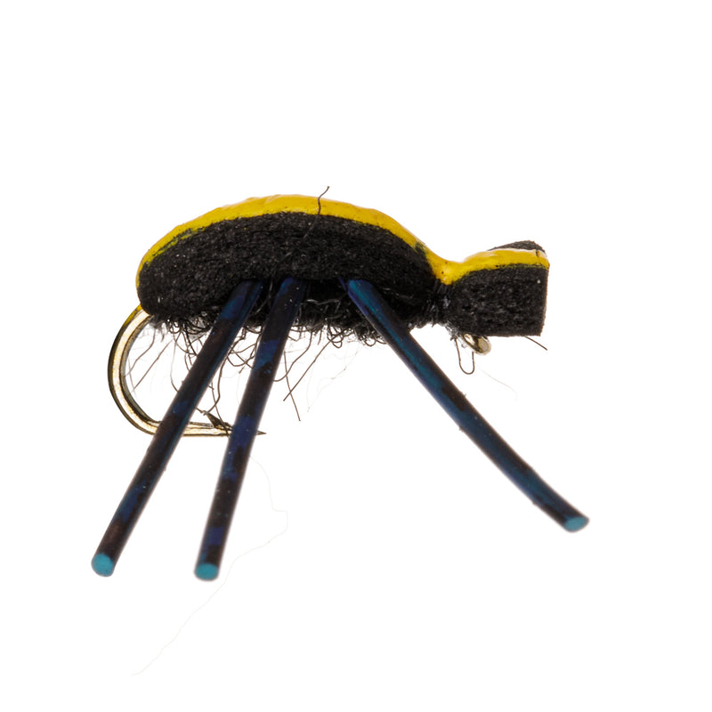 TERRESTRIAL FLY TIGER BEETLE