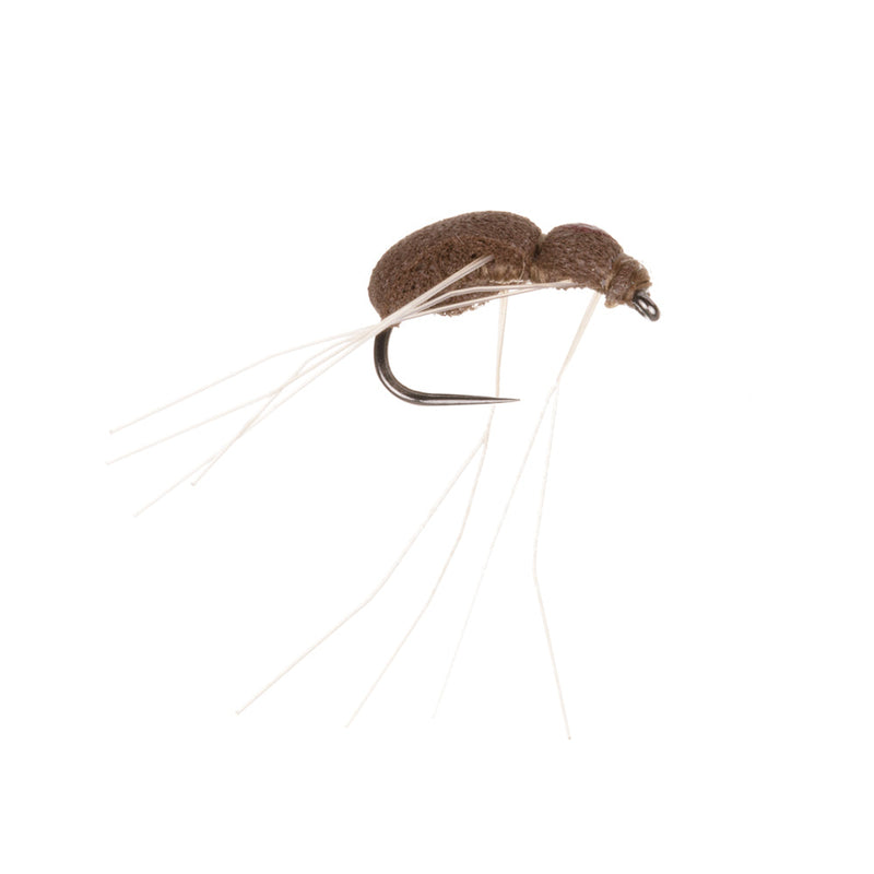 TERRESTRIAL BABRLESS FLY SPIDER BROWN