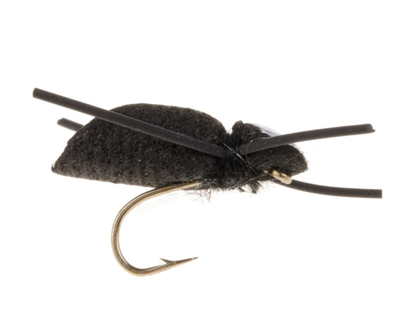 TERRESTRIAL FLY WHITE HEAD BEETLE