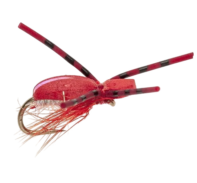 TERRESTRIAL FLY FLASHBACK FOAM BEETLE RED