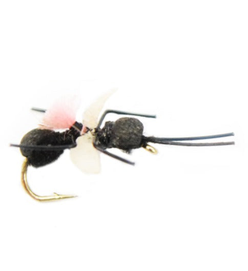 TERRESTRIAL FLY CARPENTER ANT