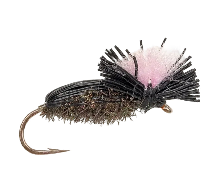 TERRESTRIAL FLY CROW BEETLE