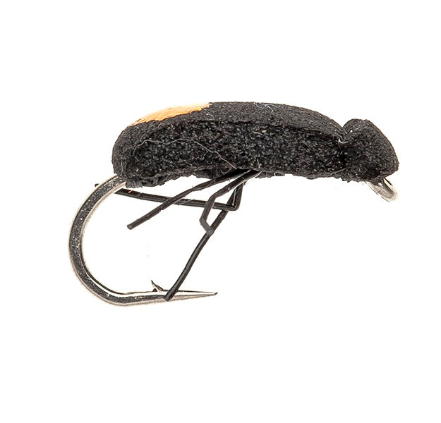 TERRESTRIAL FLY QUICK SIGHT BEETLE