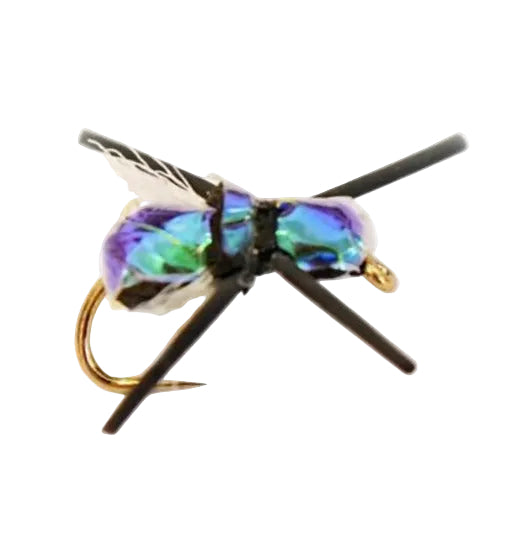 TERRESTRIAL FLY LOCO BEETLE