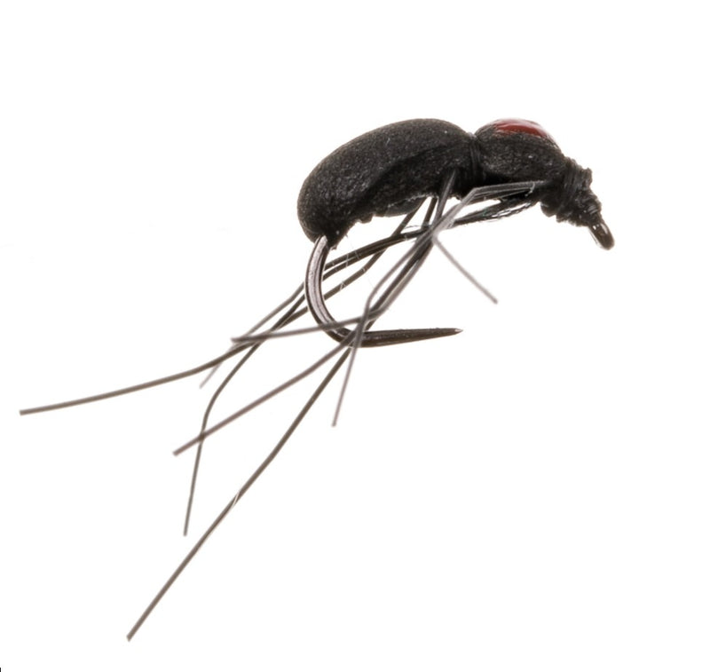 TERRESTRIAL BABRLESS FLY SPIDER BLACK