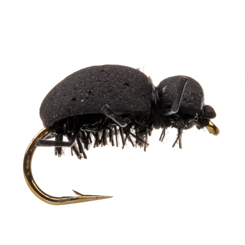 TERRESTRIAL FLY OWERS BEETLE