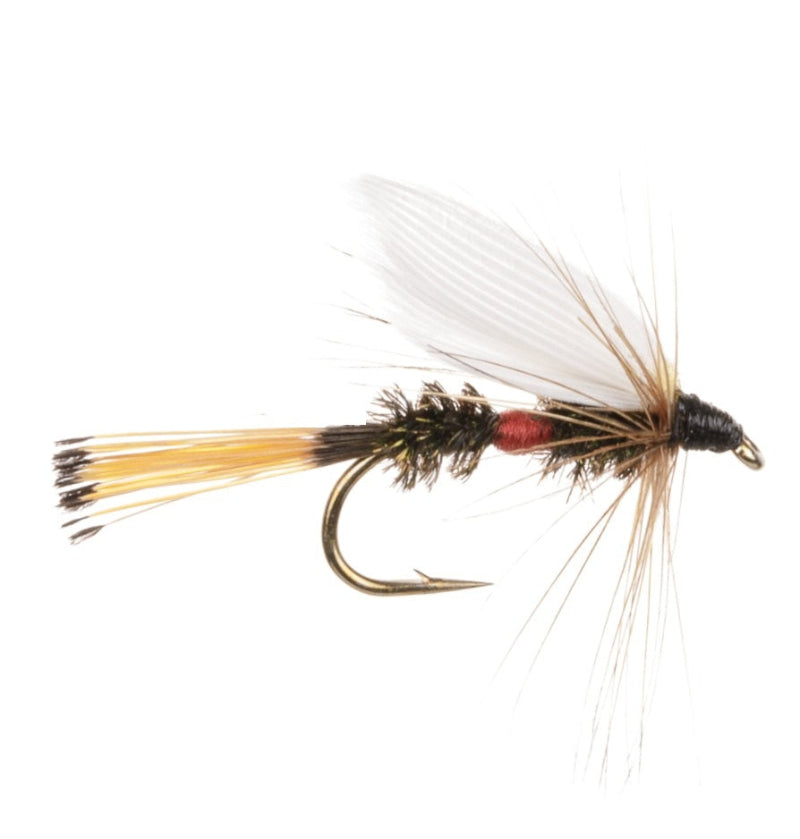 WET WINGED FLY ROYAL COACHMAN