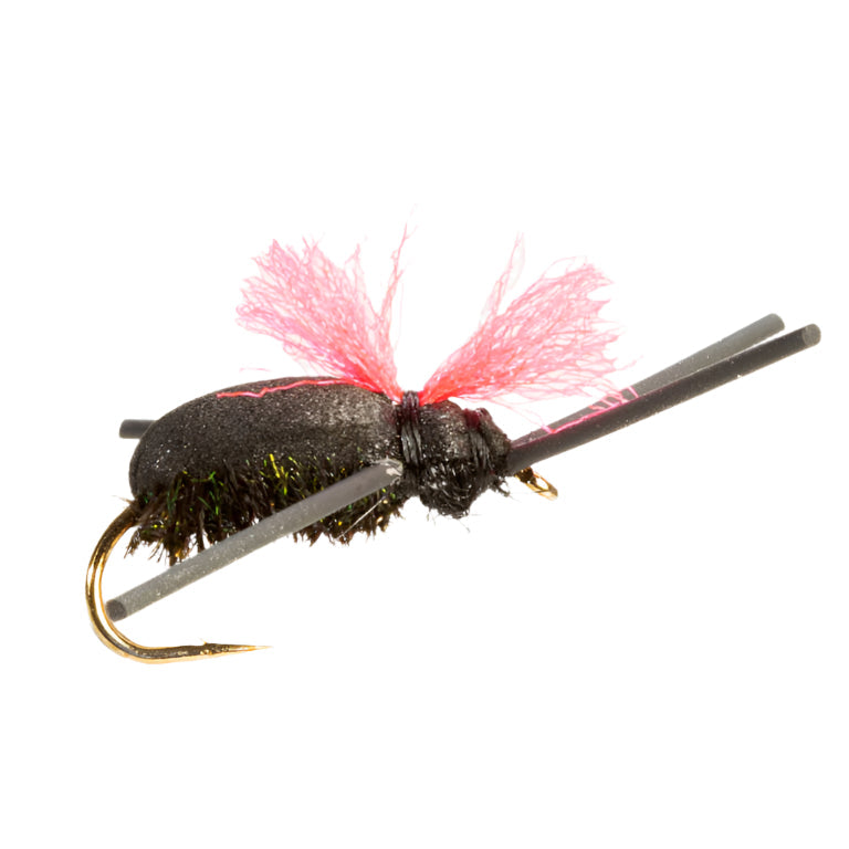 COARSE FLY KICKING BEETLE