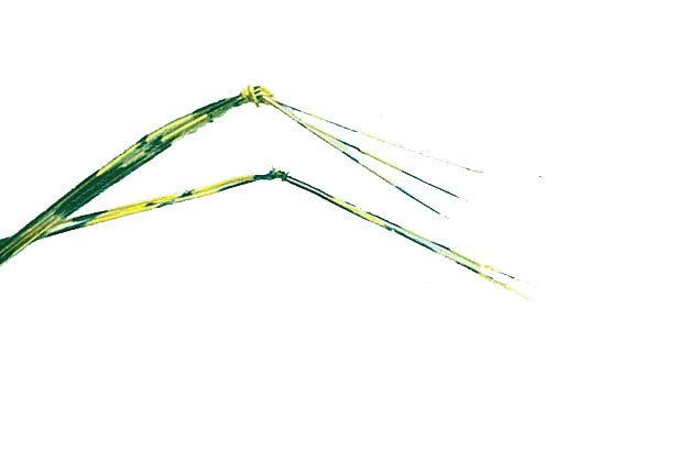 LEGS CRICKET FLY TYING MATERIAL